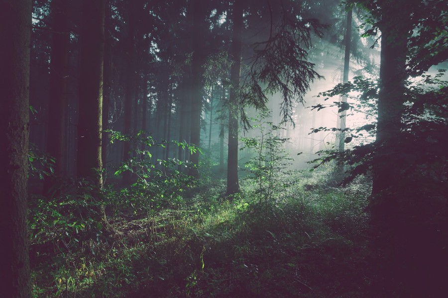 Sunlight filtering through a forest